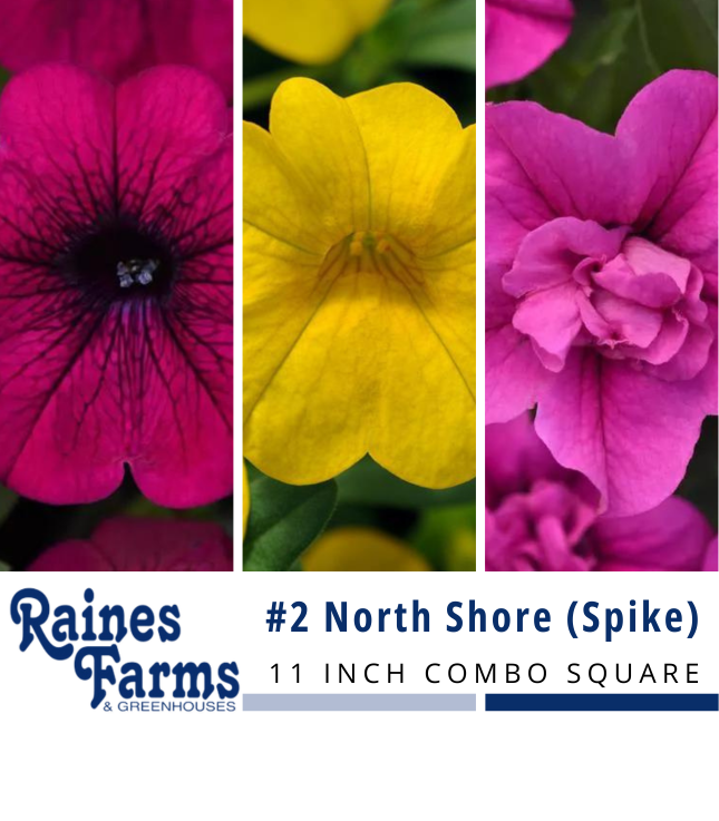 #2: North Shore (Spike) 11 Inch Combo Square